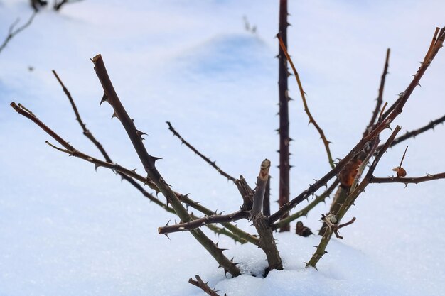 Wild rose thorn over winter close up