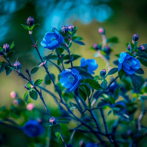 Wild rose with blue buds