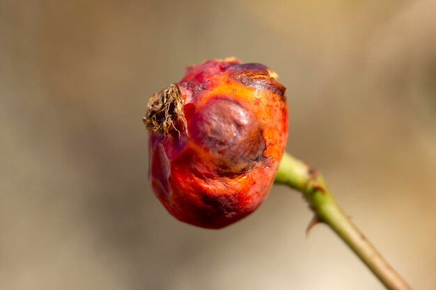 Wild rosehips on a branch