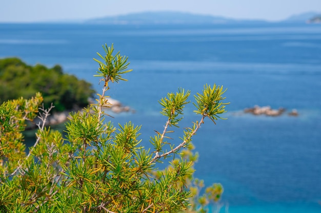 海の背景に野生のローズマリー晴れた夏の日に緑のローズマリー Rosmarinus officinalis の茂み