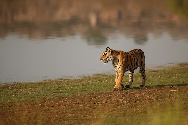 Ranthambhore 국립 공원의 자연 서식지에 있는 야생 왕실 벵골 호랑이