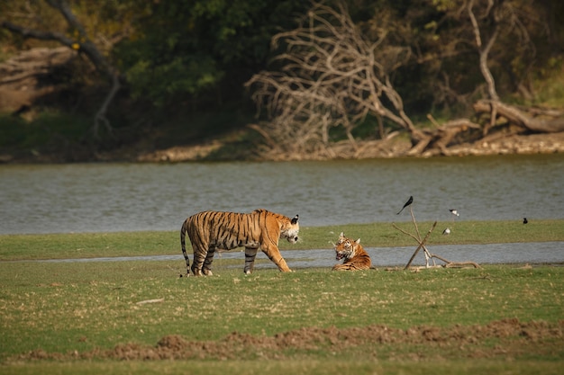 Ranthambhore 국립 공원의 자연 서식지에 있는 야생 왕실 벵골 호랑이