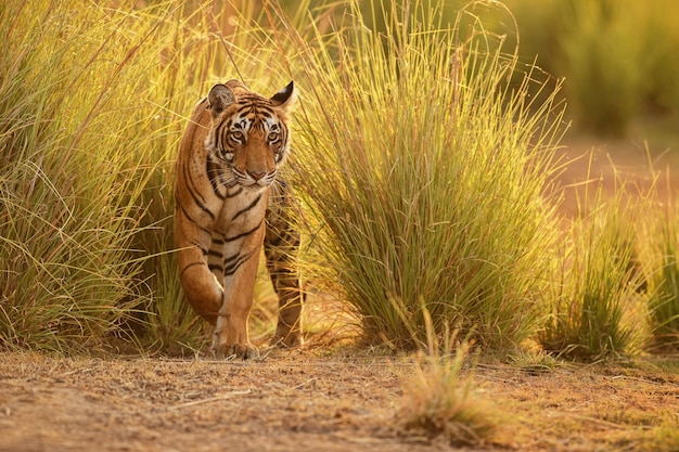 Ranthambhore 국립 공원의 자연 서식지에 있는 야생 왕실 벵골 호랑이