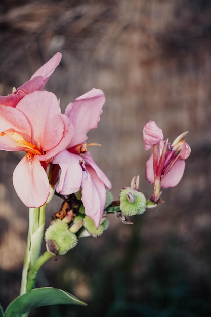 Wild roze bloemen in het voorjaar.