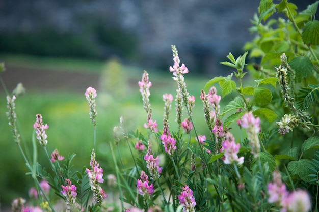 Wild roze bloemen op het veld