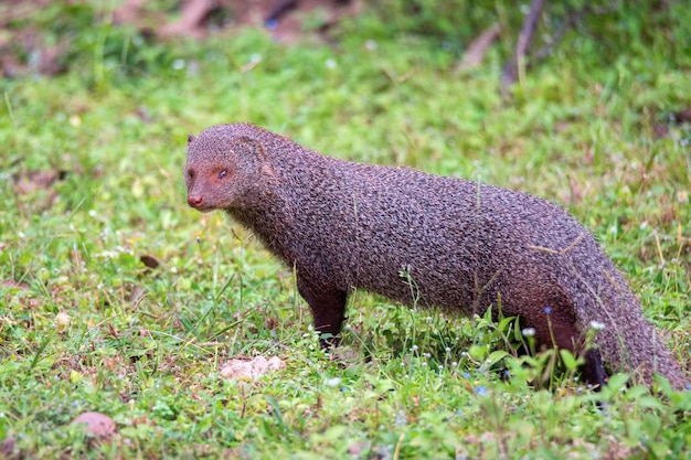 Wild ruddy mongoose or urva smithii in wild