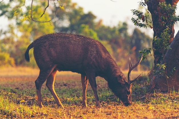 Wild sambar deer in tropical forest