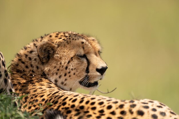 Wild schattig cheetah chillen in het gras in Masai Mara National Reserve, Kenia