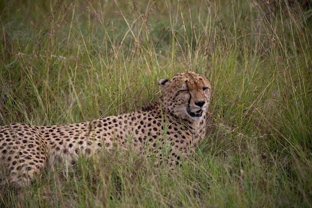 Wild schattig cheetah chillen in het gras in Masai Mara National Reserve Kenia