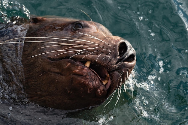 Wild sea animal steller sea lion swims in cold waves pacific\
ocean
