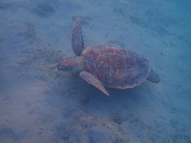 Wild sea turtle near jaz solaya coraya bay marsa alam egypt