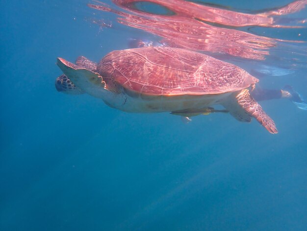 Wild sea turtle near jaz solaya coraya bay marsa alam egypt