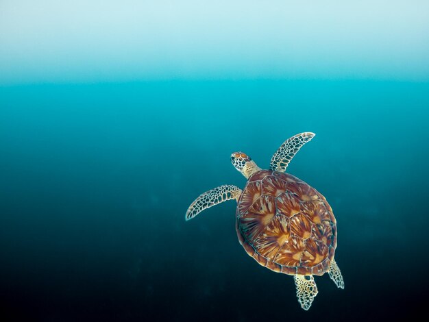 Photo wild sea turtle swimming in the blue ocean