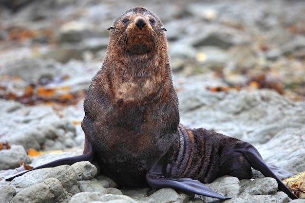 Дикая печать в колонии Seal в Кайкоре Новая Зеландия, крупный план