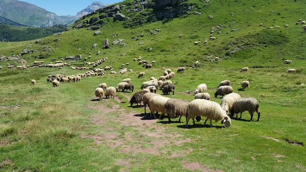 Wild sheep in the mountains eating grass