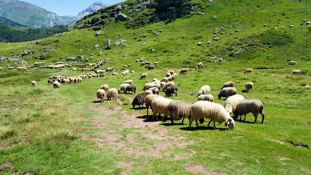 Wild sheep in the mountains eating grass