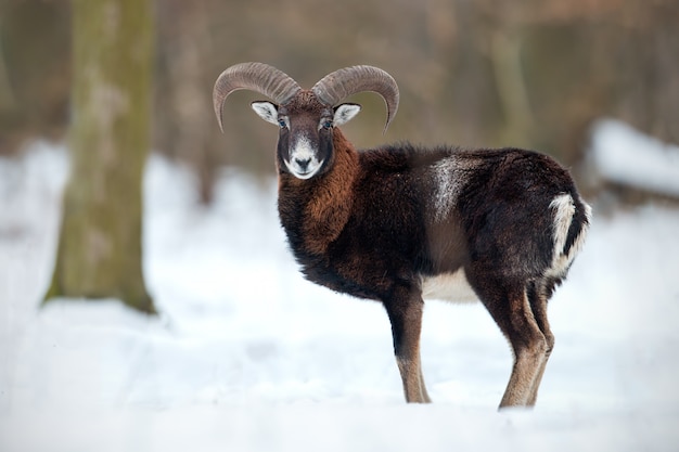 Wild sheep standing in deep snow in winter forest.