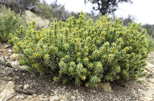 자연 서식지인 Thymelaea tinctoria의 건조, 반건조 및 반사막 지역의 야생 관목