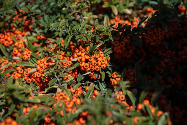 Photo wild shrub with yellow berries