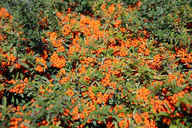 Photo wild shrub with yellow berries