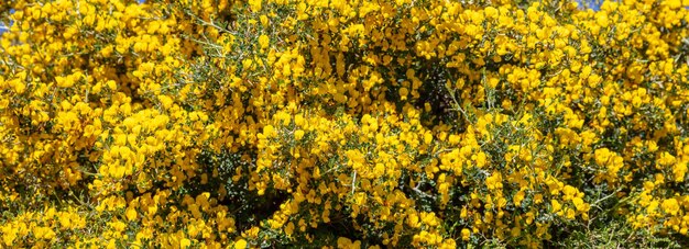 Wild shrub with yellow flowers texture background Greece cycladic island