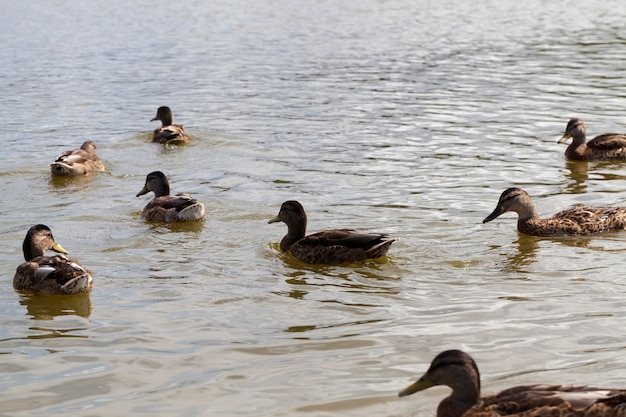 湖の領土の野生の小さなアヒル、野鳥のアヒルと春の季節、自然環境の野生のアヒル