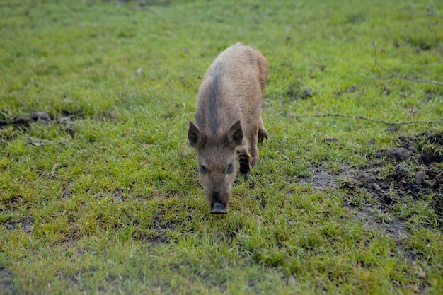 Wild small pig contentedly grazing on grass