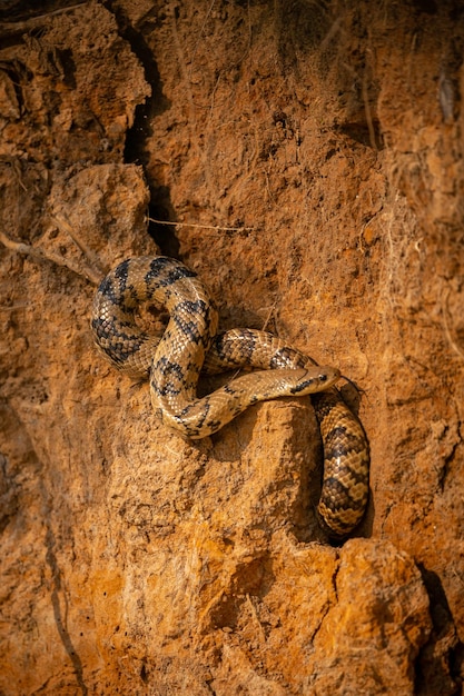 Photo wild snake close up in the nature habitat wild brasil brasilian wildlife pantanal green jungle south american nature and wild dangereous