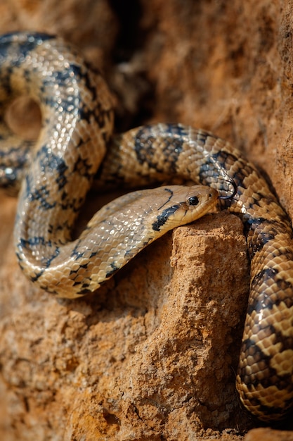 野生のヘビが自然の生息地にクローズアップ