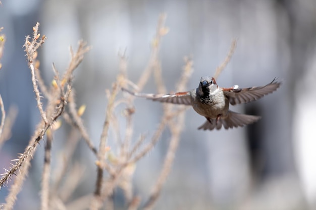 Wild sparrow flying to a fat ball hanging from a tree branch