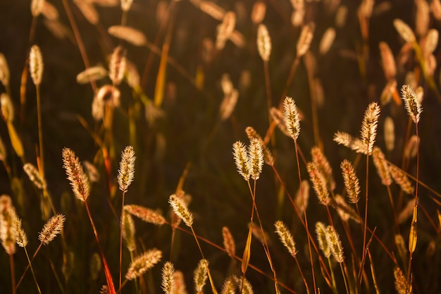 Wild spikelets in the rays of the setting sun