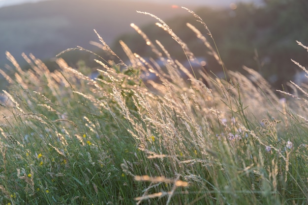 Wild spikes in front of a blurry background