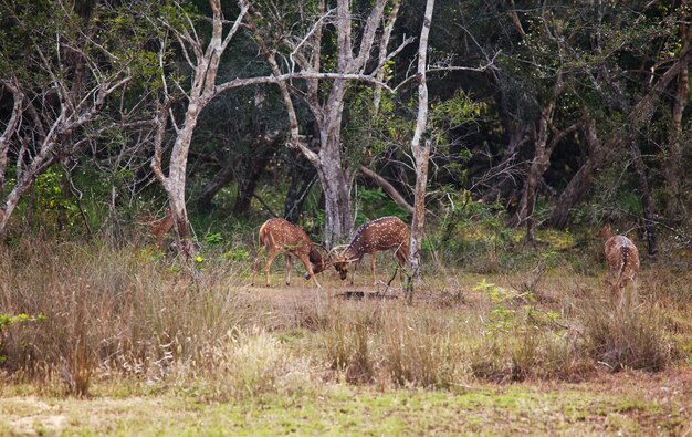 Foto cervi selvaggi macchiati nel parco nazionale di yala, sri lanka