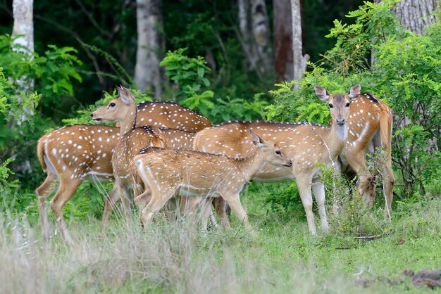 Wild Spotted deer in Yala National park