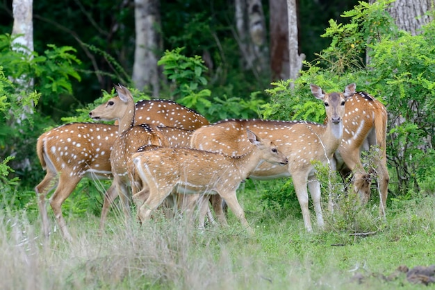 Photo wild spotted deer in yala national park