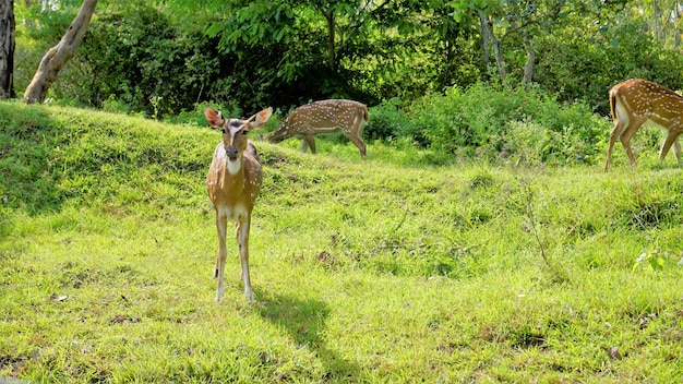 バンディプール ムドゥマライ ウーティ ロード インドで野生の斑点を付けられたシカまたはアクシスジカの群れ