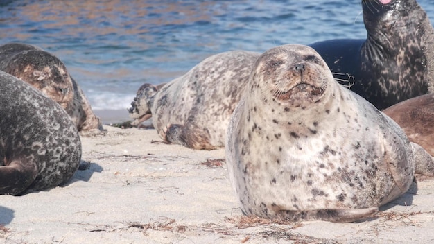 Wild spotted fur seal rookery pacific harbor sea lion resting california beach