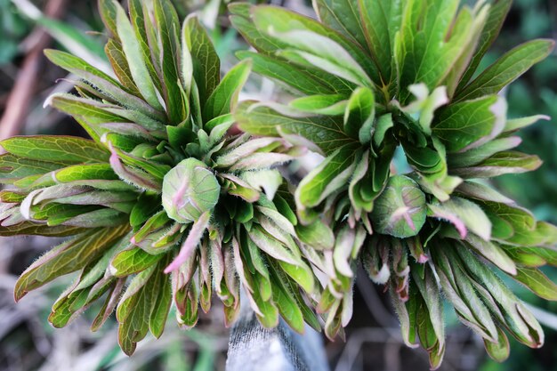 野原の野生の春の花