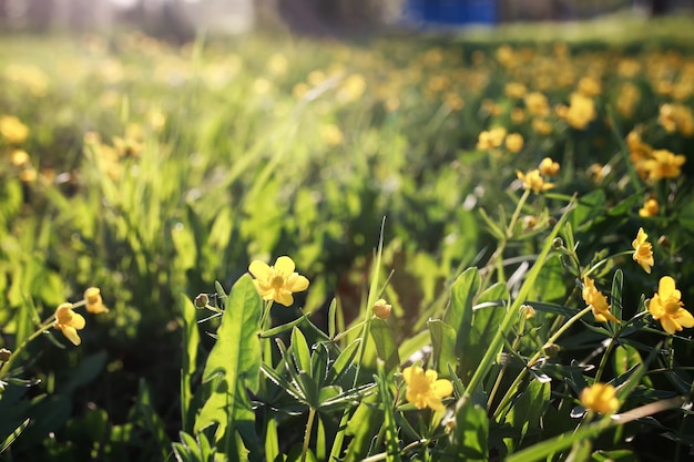 野原の野生の春の花