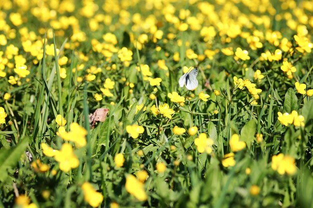 野原の野生の春の花