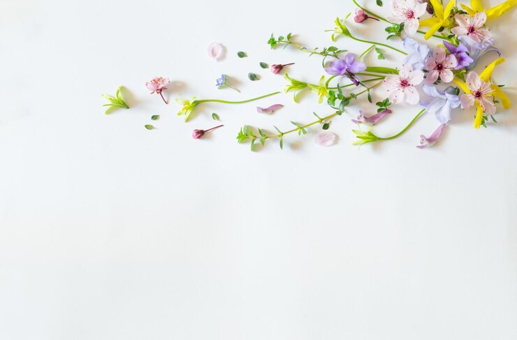 wild spring flowers on white paper background