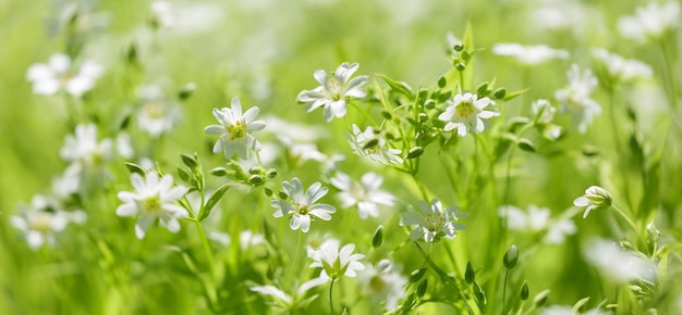 Photo wild spring white flowers