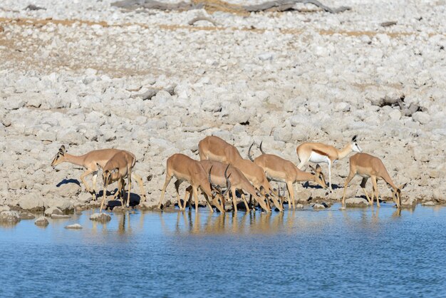 Photo wild springbok antelopes in the african savanna