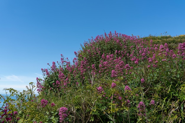 Wild Spur Valeriaan groeit op een klif in Devon