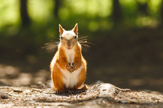 Photo wild squirrel eating in the forest