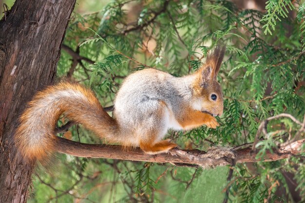 A wild squirrel eating on the tree