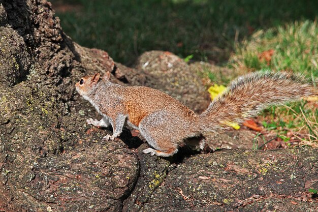 Wild squirrel