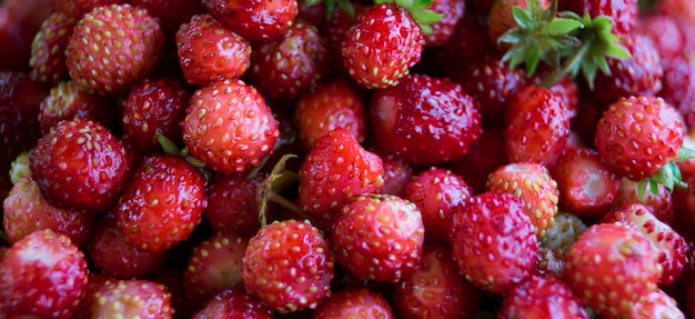 Wild strawberries. Background.