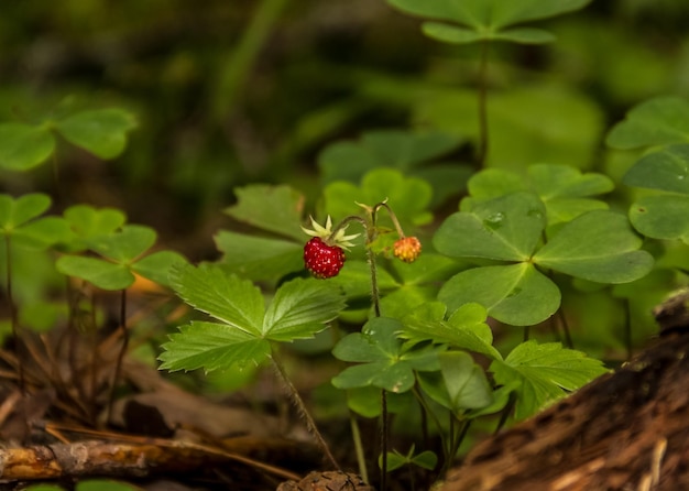 Fragoline di bosco nel primo piano della foresta