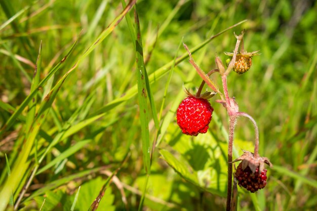 Wild Strawberries in a forest. Closeup detail